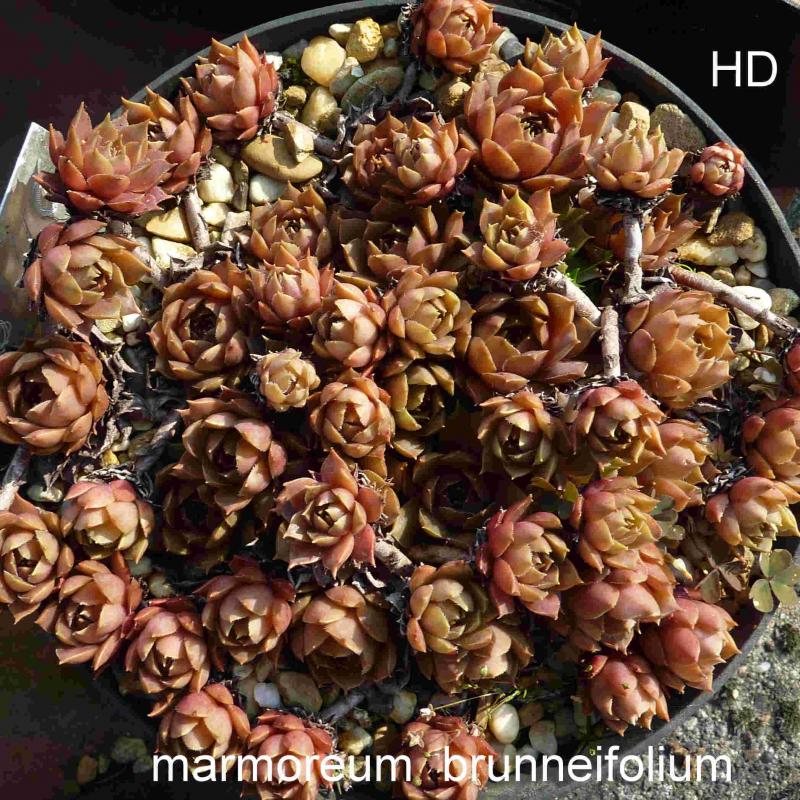 Brunneifolium