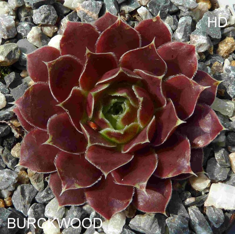 Burckwood / Jovi