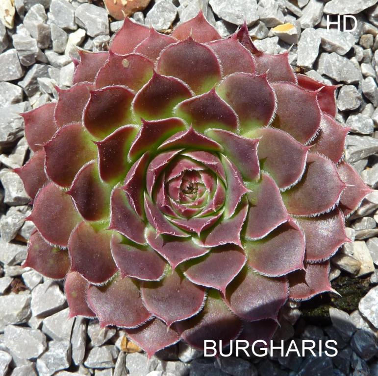 Burgharis / Jovi