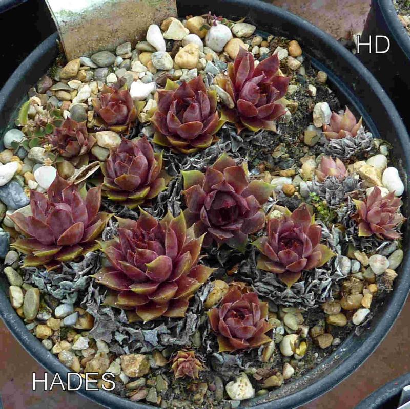 Hades