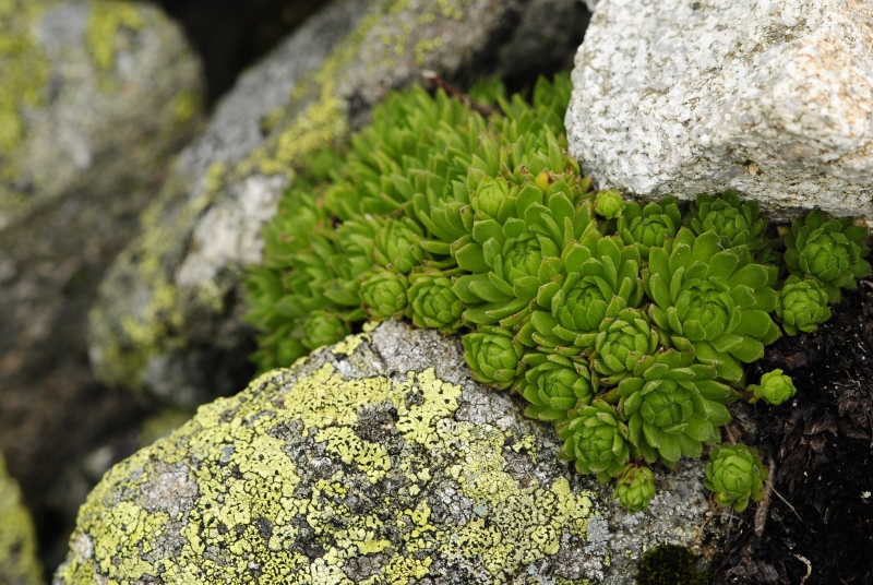 montanum ssp. carpathicum from Huncovská dolina, W