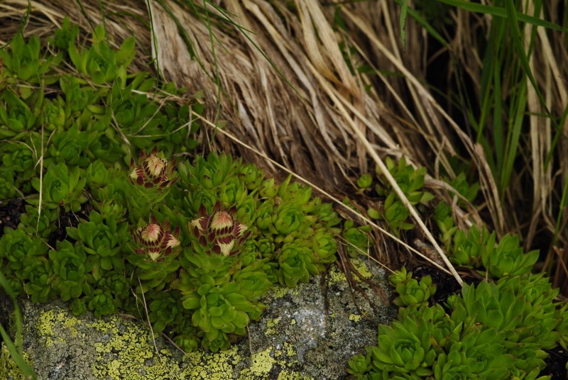 montanum ssp. carpathicum from Huncovská dolina, W