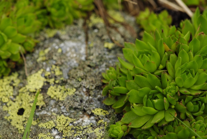 montanum ssp. carpathicum from Huncovská dolina, W