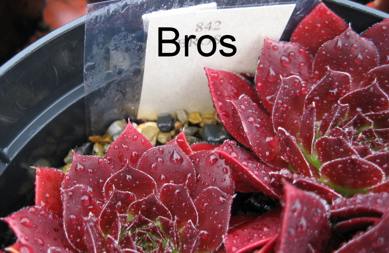 Bros / Jovi