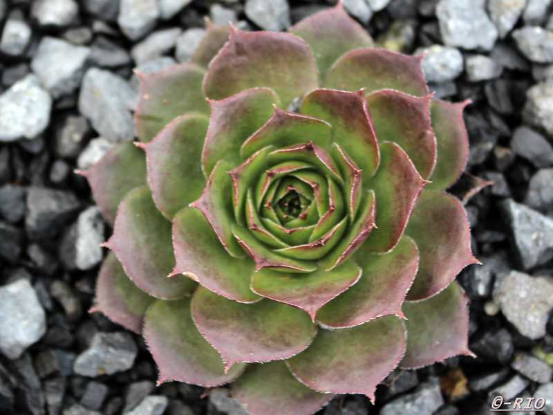 Bungeanum