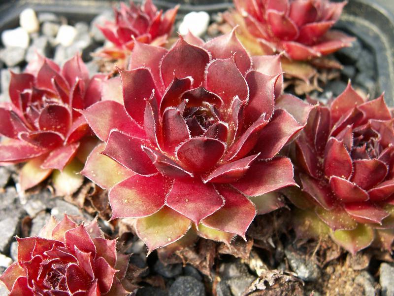 Butterbur