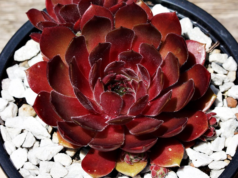 Haccombe Ruby