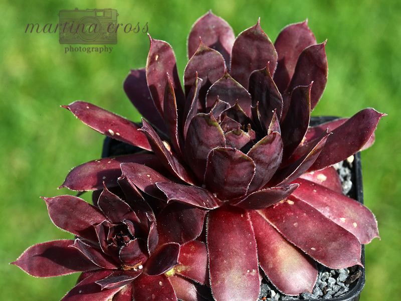 Blackcurrant Ice