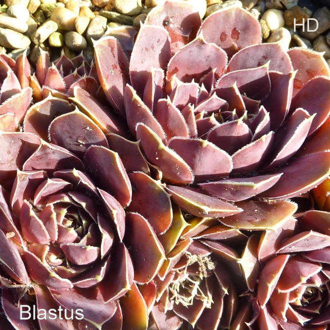 Blastus / Jovi