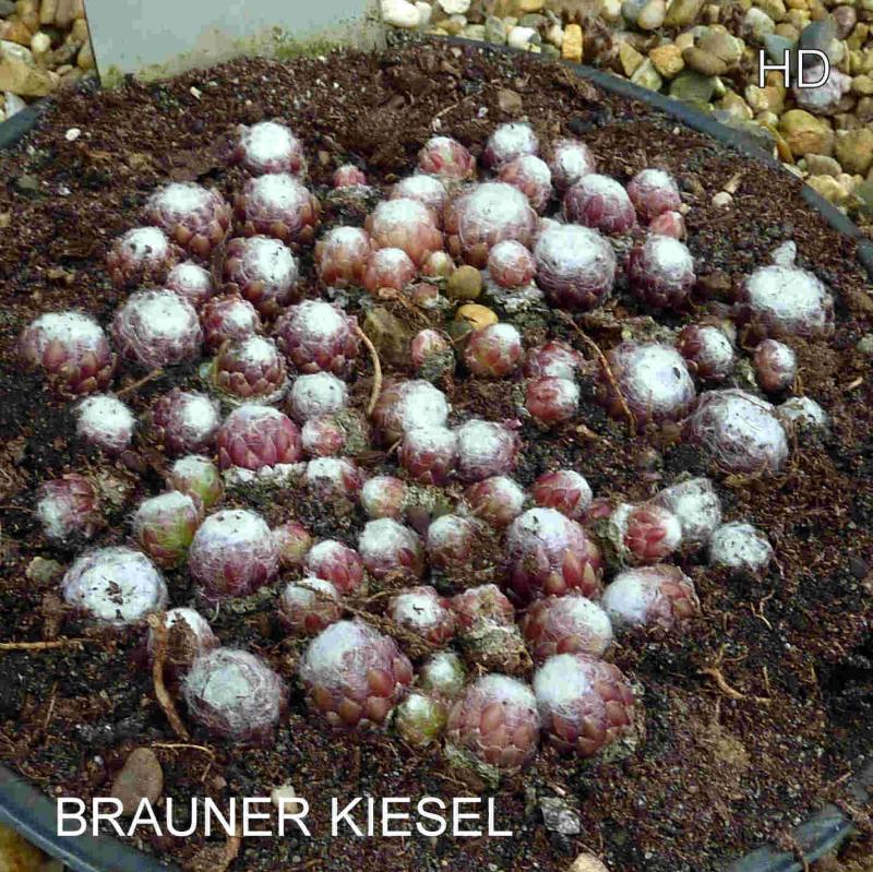 Brauner Kiesel