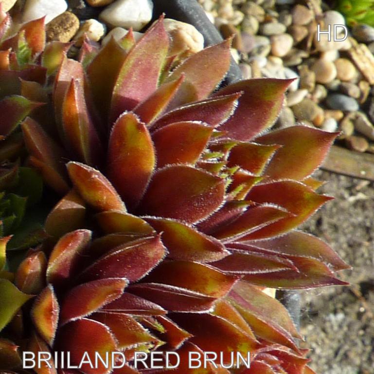 Brilland Red Brun