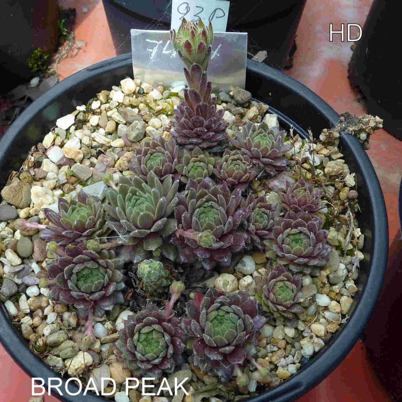 Broad Peak