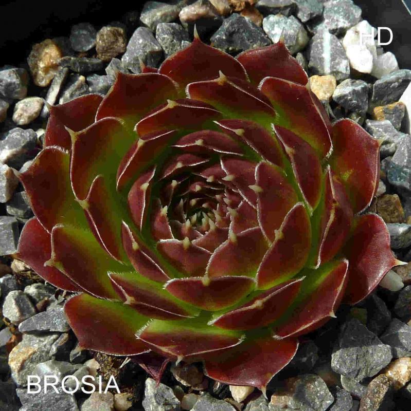 Brosia / Jovi