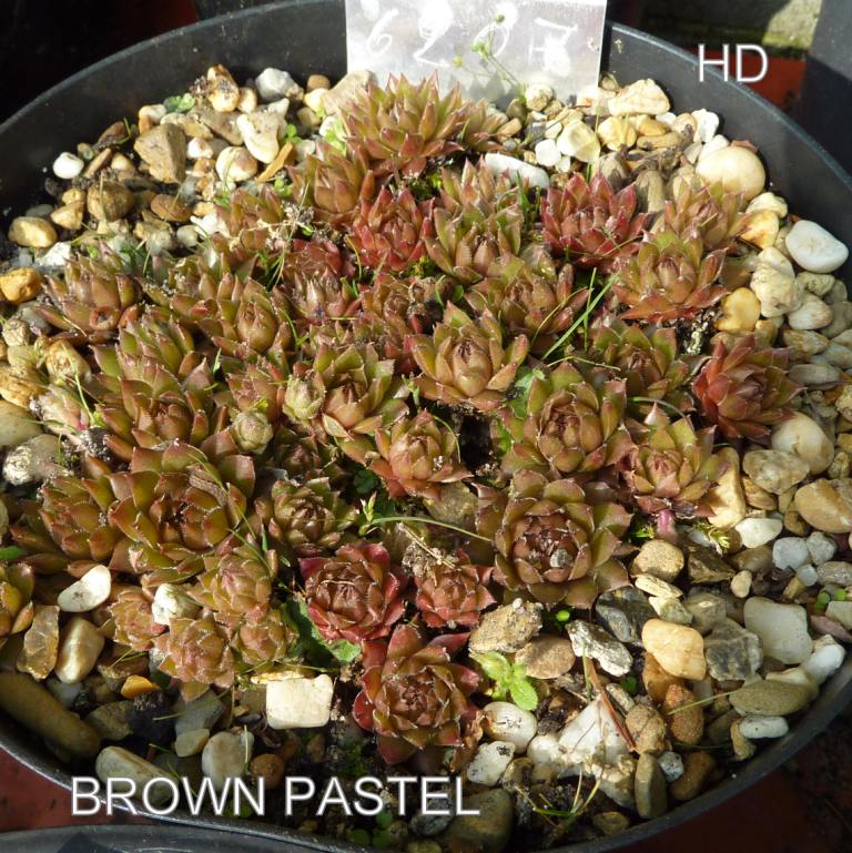 Brown Pastel