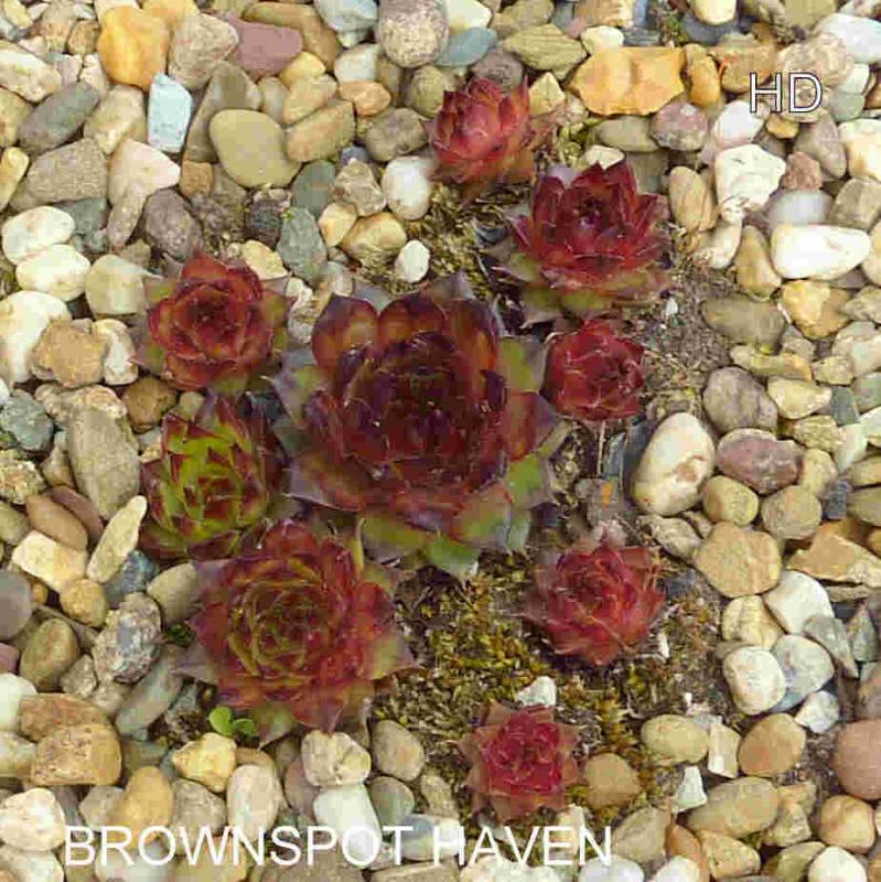 Brownspot Haven