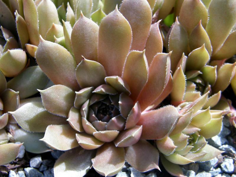 Brunneifolium