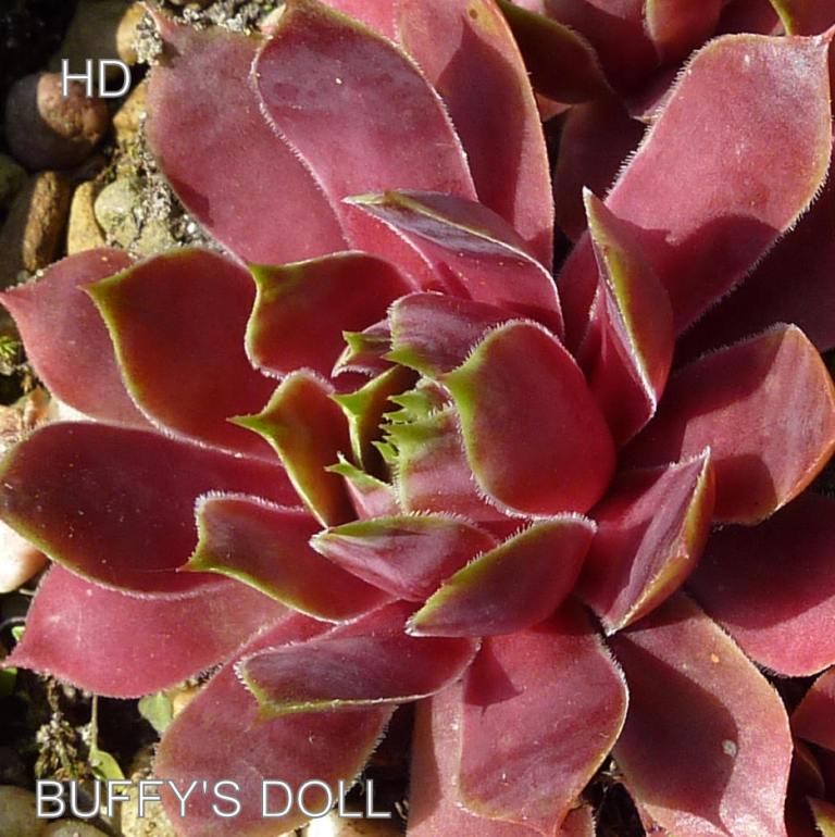 Buffy's Doll