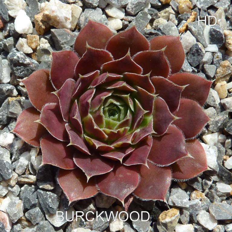 Burckwood / Jovi