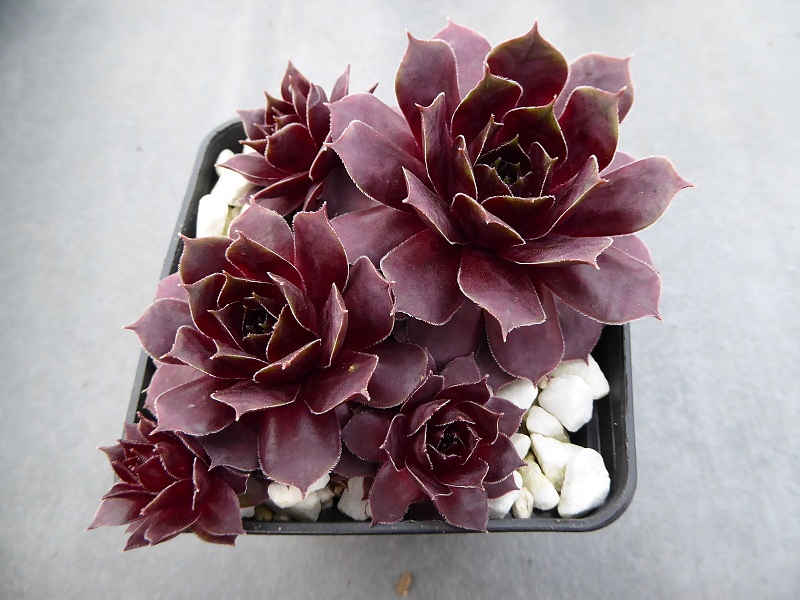 Blackcurrant Ice