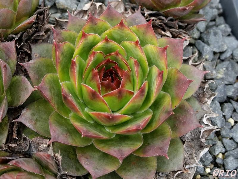 Bungeanum