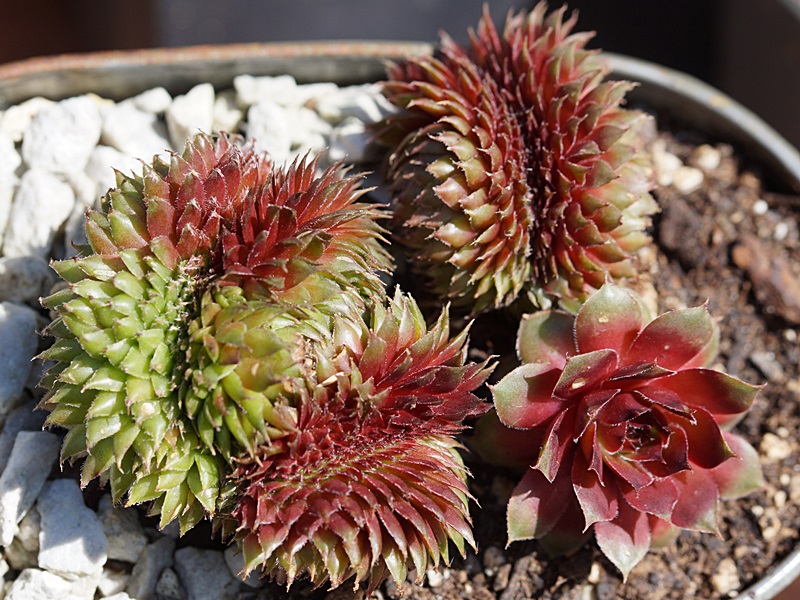 Butterbur Crests