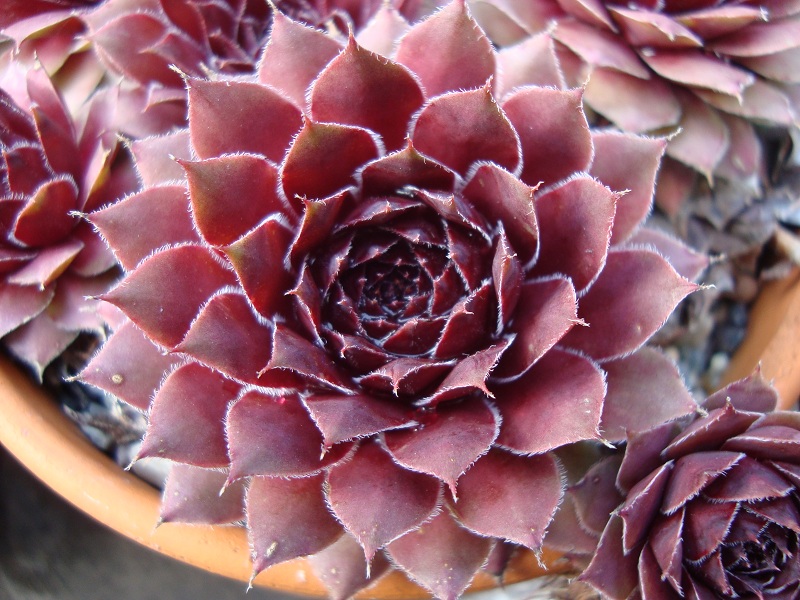 Butterbur