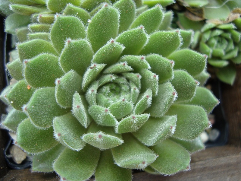 Broad Peak