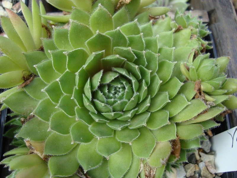 Brown Pastel