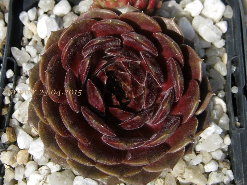 Haccombe Ruby