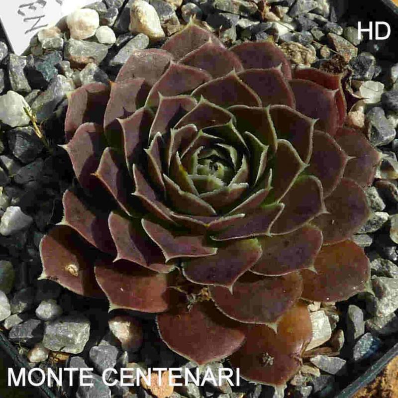 Monte Centenari / Jovi