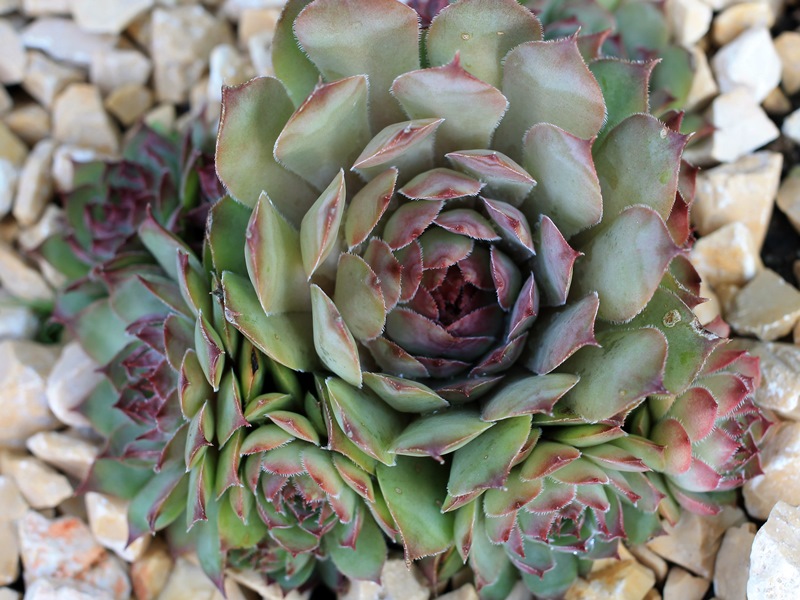 Brownspot Haven