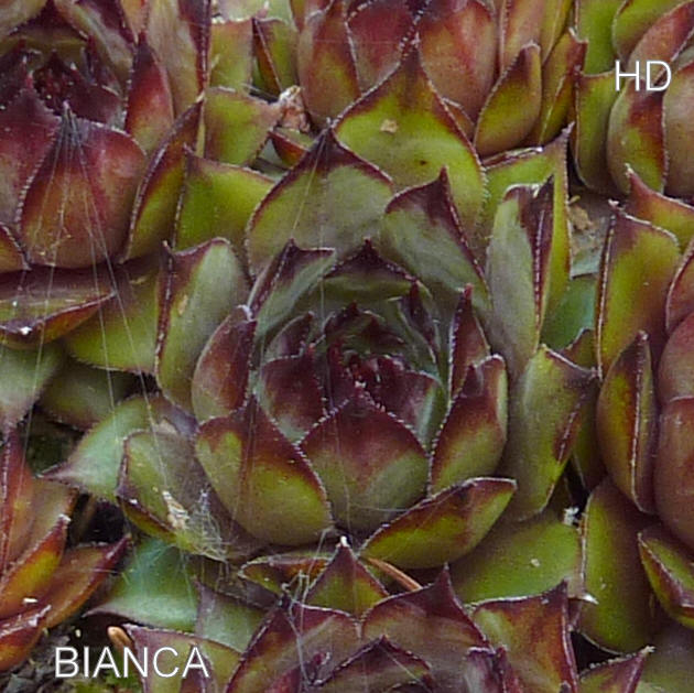 Bianca