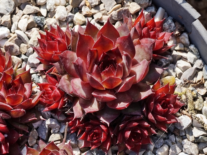 Blood Tip