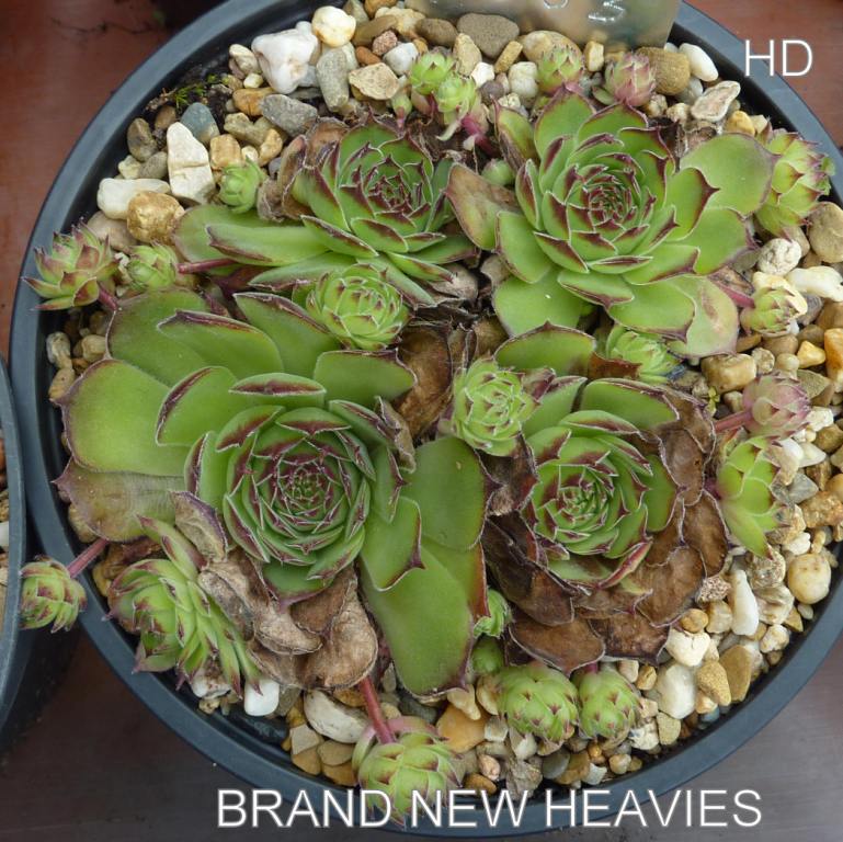 Brand New Heavies