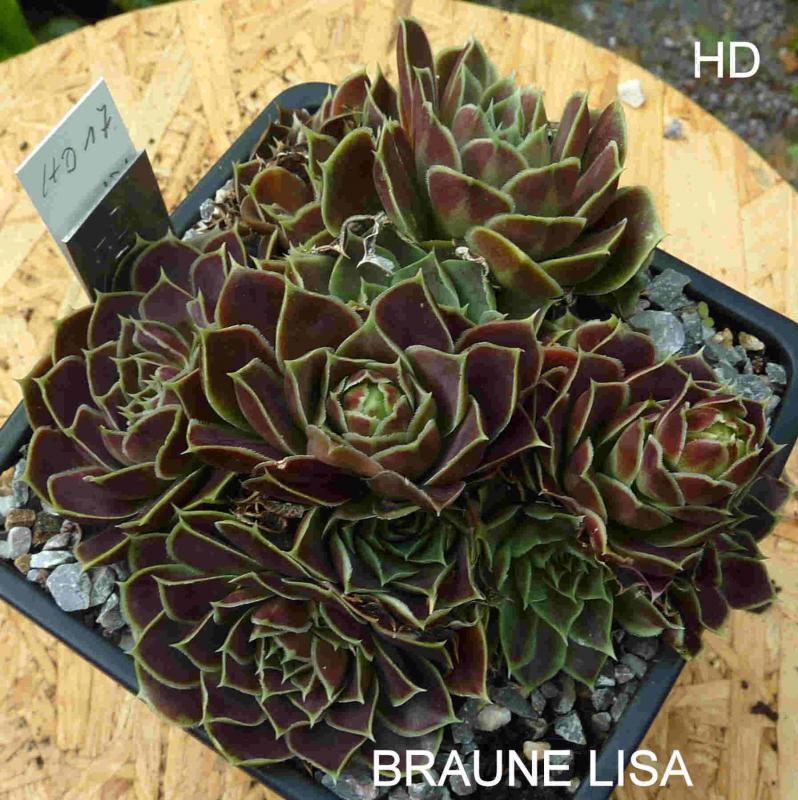 Braune Lisa / Jovi