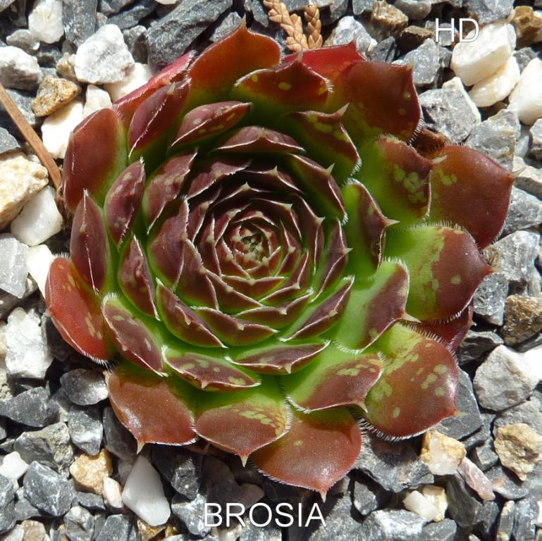 Brosia / Jovi