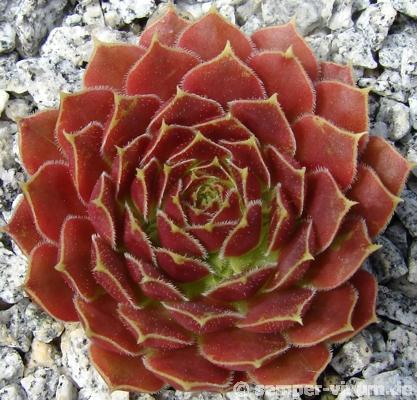 Brunette / Jovi