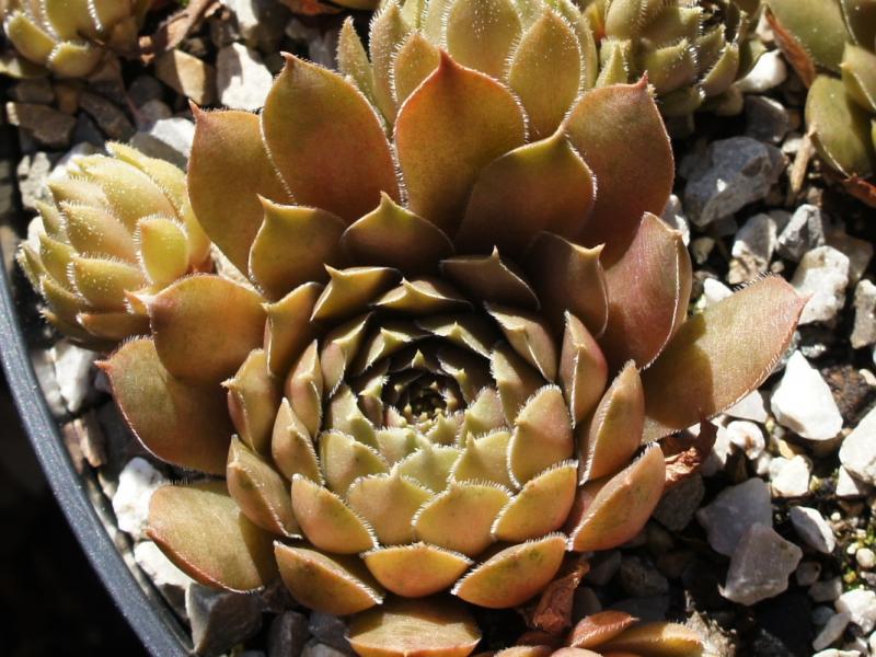 Brunneifolium