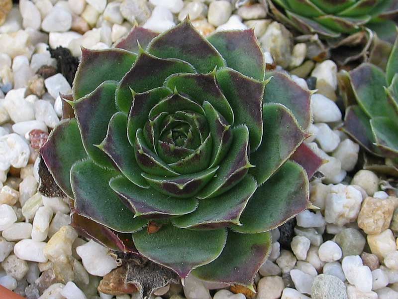 Bramina / Jovi