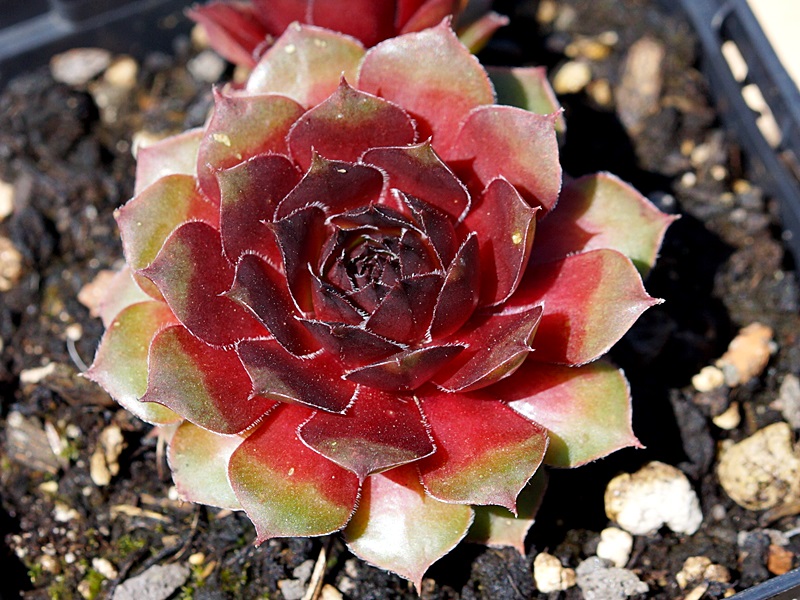 Butterbur
