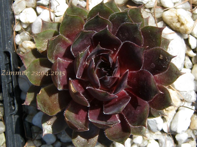 Blackcurrant Ice
