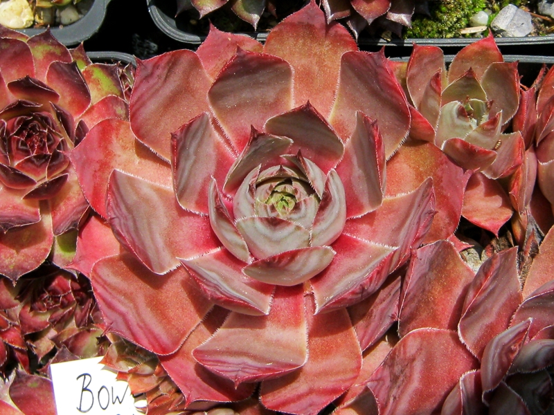 Bowles' Giant
