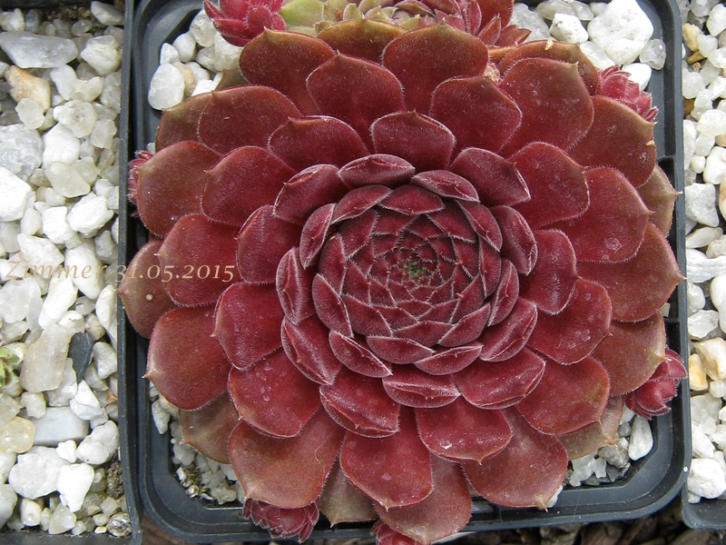 Haccombe Ruby