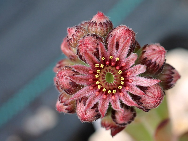 Brownspot Haven
