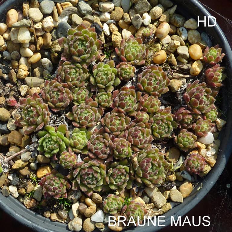 Braune Maus
