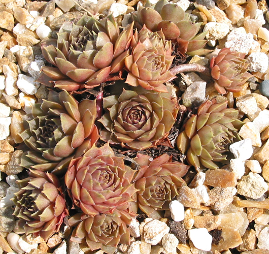 Brunneifolium