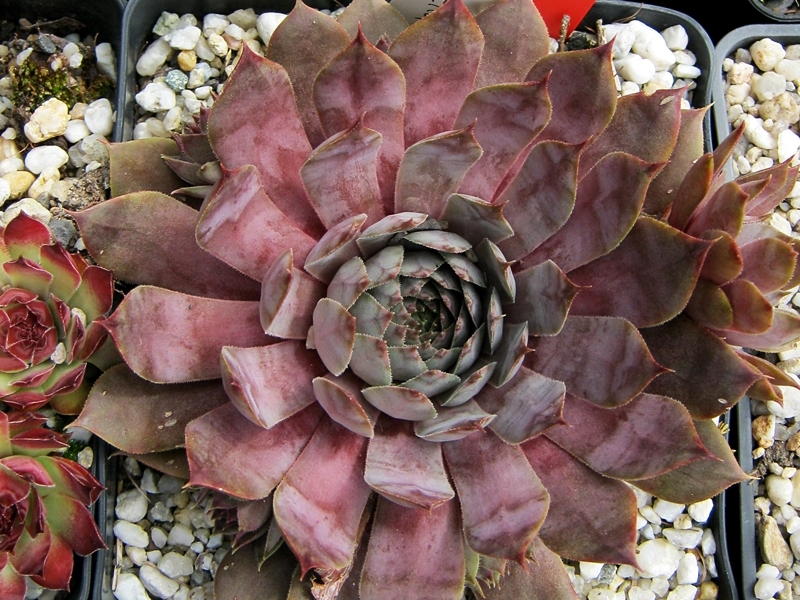 Braunella