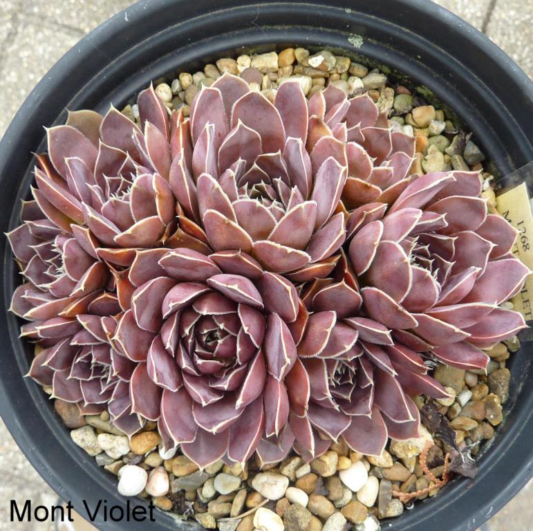 Mont Violet / Jovi