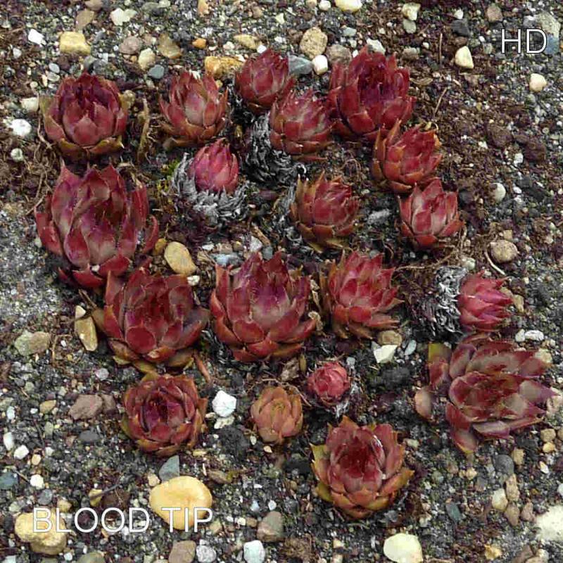 Blood Tip