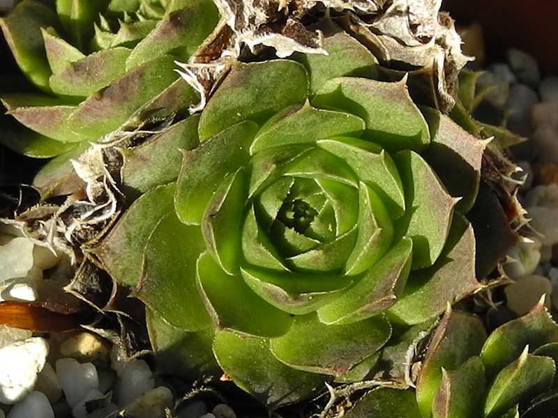 Bramina / Jovi